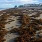Sargassum seaweed covers the shore of Miami Beach, Florida