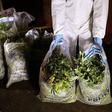 Bags of cannabis seized in a drugs raid were reportedly left in a hire van used (Independent)