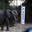 The report noted a 593 percent increase in fresh elephant carcasses since 2014 in the north of Botswana, which last month sparked controversy by lifting its ban on hunting