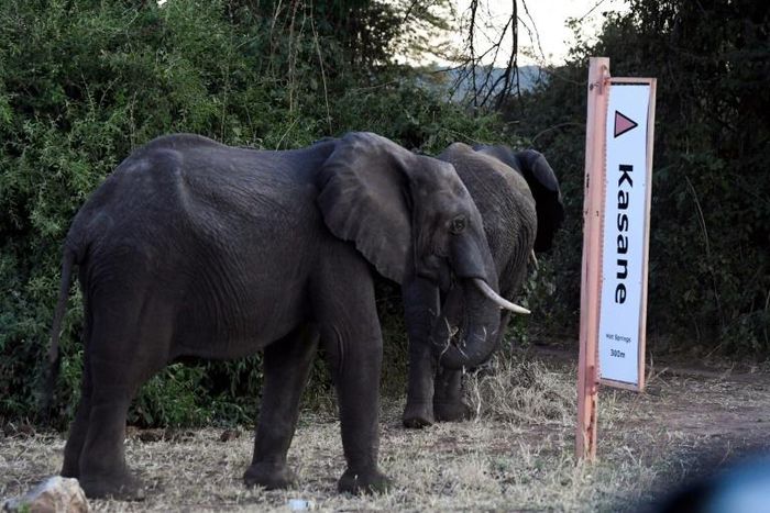 The report noted a 593 percent increase in fresh elephant carcasses since 2014 in the north of Botswana, which last month sparked controversy by lifting its ban on hunting