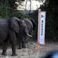 The report noted a 593 percent increase in fresh elephant carcasses since 2014 in the north of Botswana, which last month sparked controversy by lifting its ban on hunting