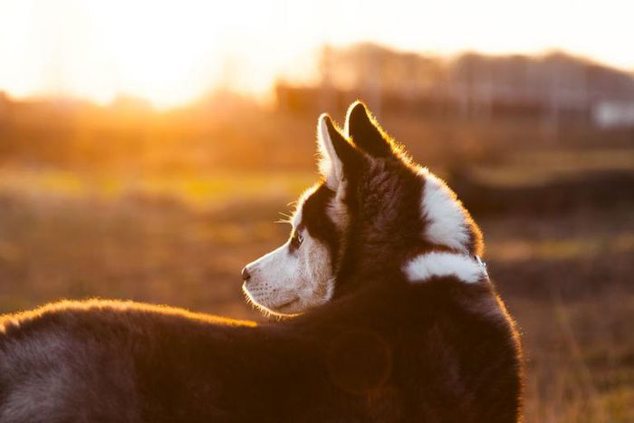 Is Losing a Pet the Same as Losing a Person?