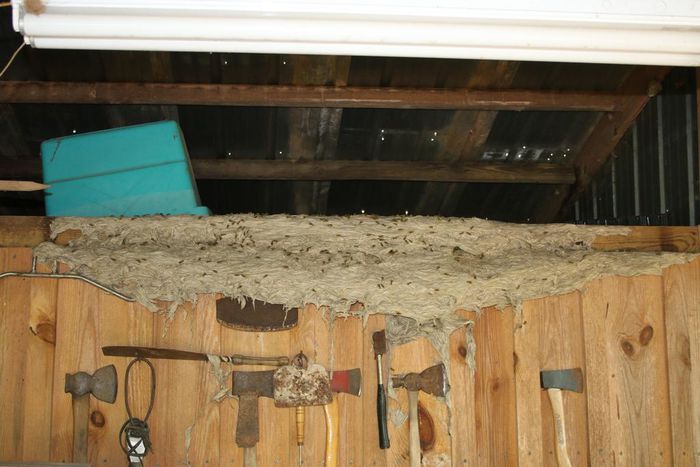 Officials Warn of Wasp 'Super Nests' in Alabama