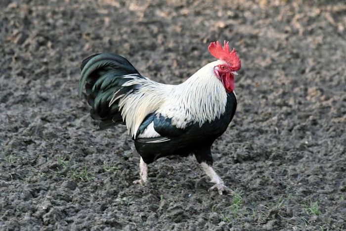 A woman on a French island has been summoned to court after a complaint about her rooster's early-morning crowing