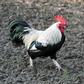 A woman on a French island has been summoned to court after a complaint about her rooster's early-morning crowing