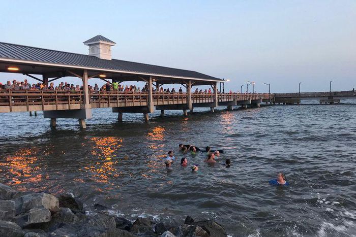 Georgia beachgoers save stranded pilot whales in dramatic rescue