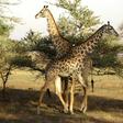 Wildlife haven: The Selous Game Reserve in southern Tanzania, where the government wants to build a hydro-electric dam
