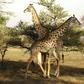Wildlife haven: The Selous Game Reserve in southern Tanzania, where the government wants to build a hydro-electric dam