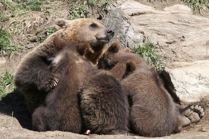 About 50 brown bears live on the French side of the Pyrenees mountains that straddle the border with Spain