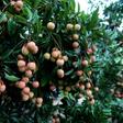 The Indian Encephalitis outbreak has been linked to a toxin found in lychees, which grow abundantly in Muzaffarpur
