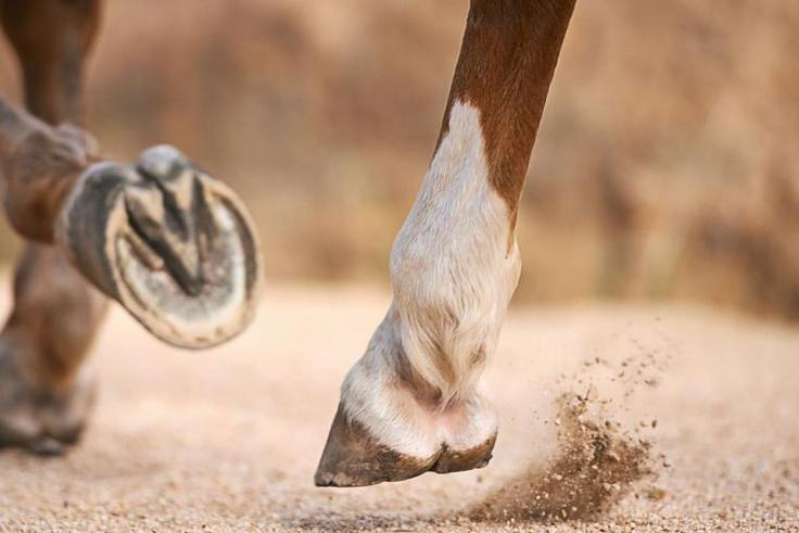Dr. Pimple Popper Just Removed A 'Horse Hoof' Cyst
