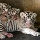 White tigers, such as these pictured in Mexico, owe their appearance to a recessive gene