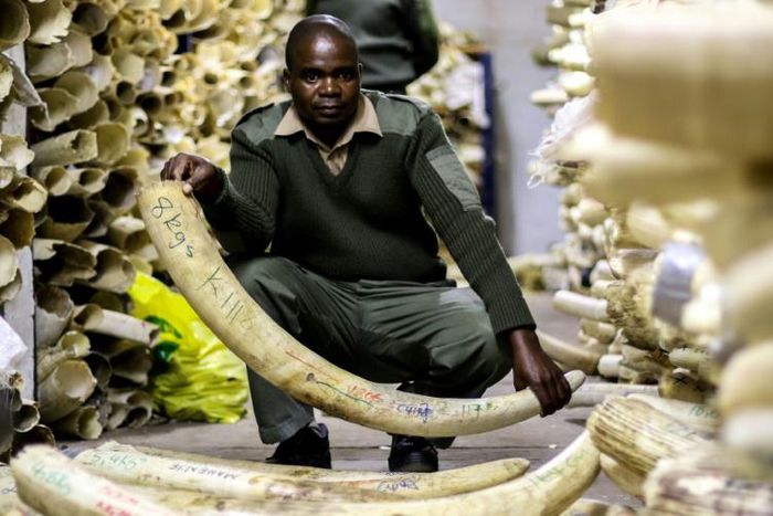 Zimbabwean wildlife authorities estimate their ivory stockpile is worth $300 million