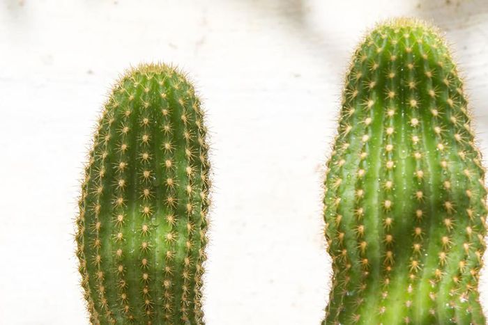 Does Penis Size (and Shape) Really Matter?