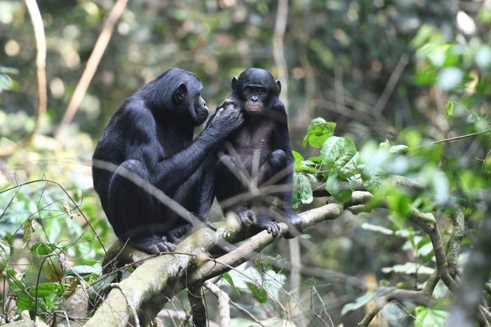Urban expansion and hunting have pushed chimpanzees, humanity's closest relative in the animal kingdom, into shrinking islets of wildness