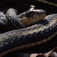 Narcisse snake dens garter snakes