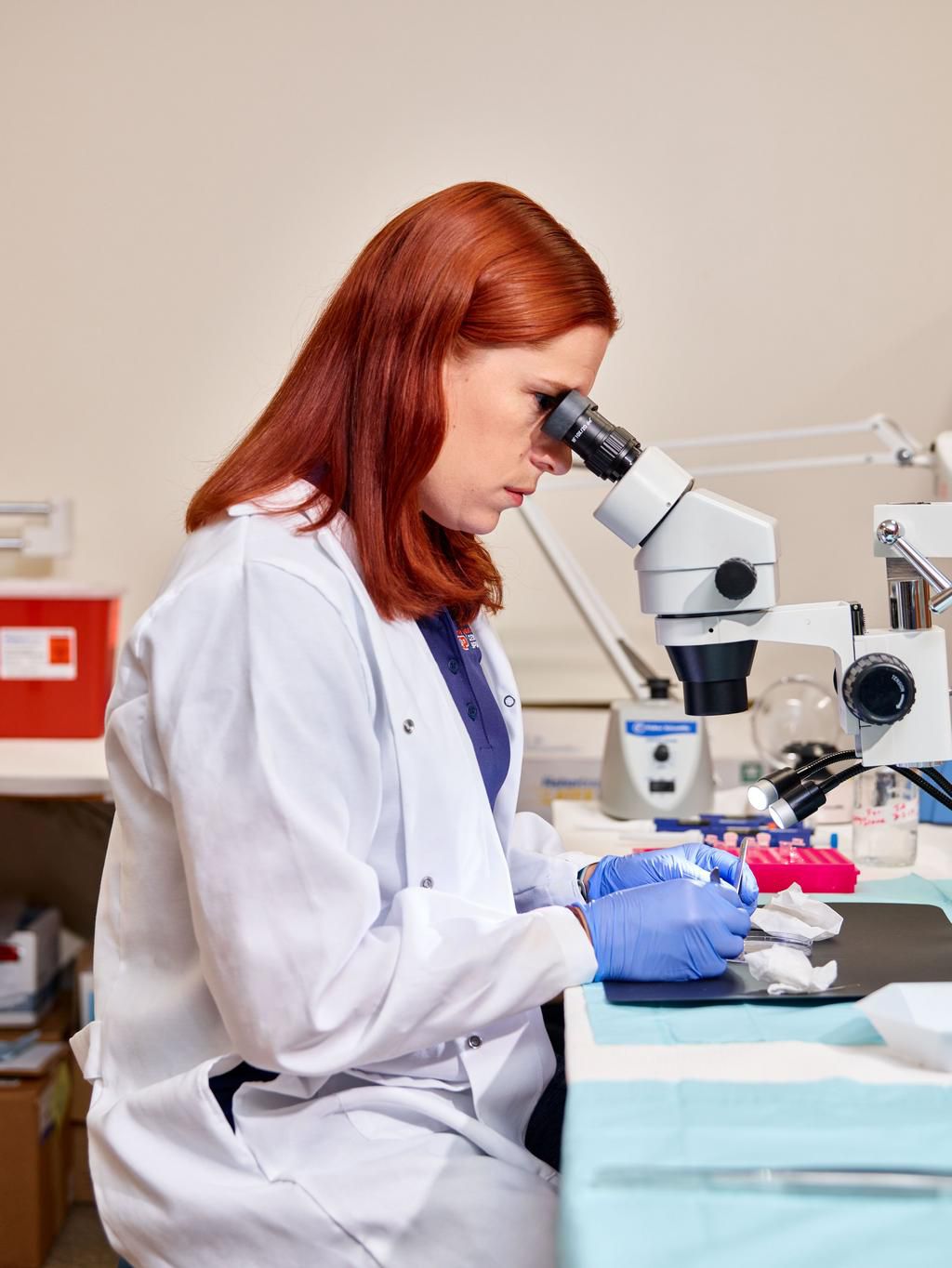 Biochemist Irene Tobias, Ph.D., separates muscle fiber segments.