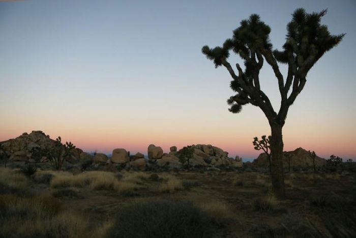 Joshua Tree National Park, pictured in January 2019, is home to the greatest concentration of Joshua trees