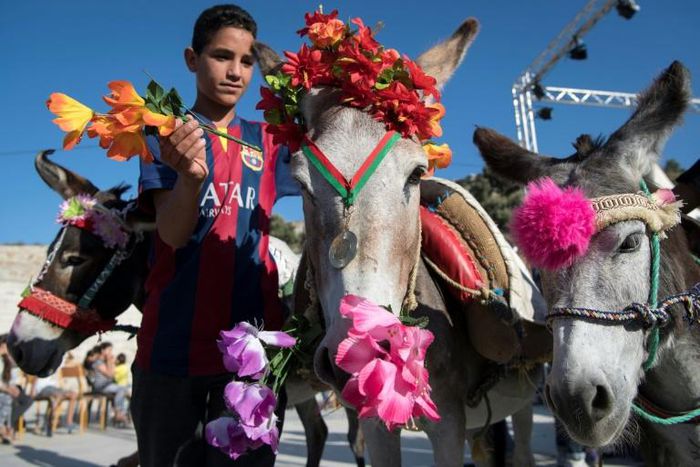 A Moroccan child decorates a donkey during a beauty pageant for the animals in the village of Beni Ammar