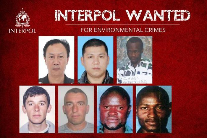 A picture released by Interpol shows the seven individuals wanted for alleged environmental crimes