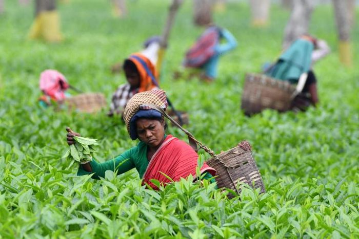 While rare teas fetch record prices, the Indian Tea Association says the industry is in crisis