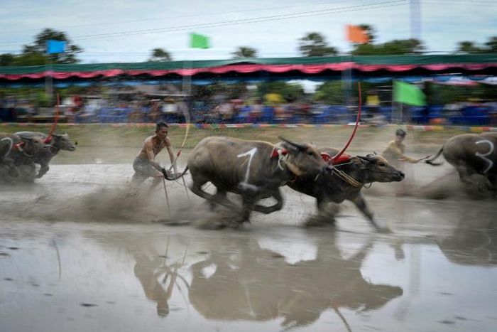 Water buffalo races traditionally mark the end of the annual rice planting