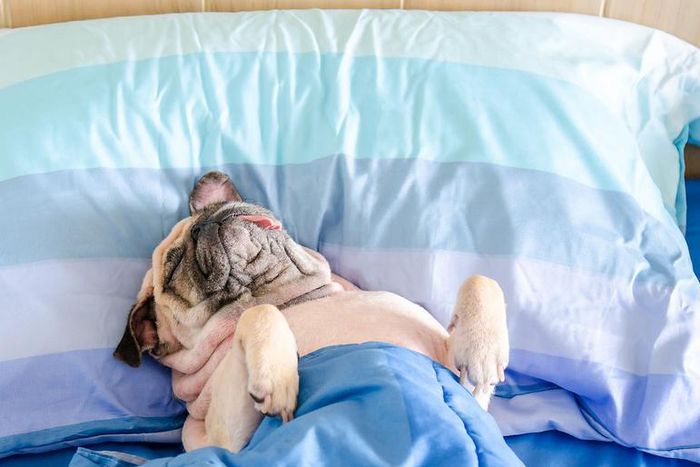 Why You Really Need To Wash Your Pillows Regularly