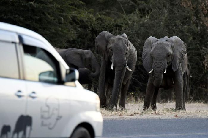 Botswana's lifting of a five-year-old blanket hunting ban is a welcome move to those who fear attacks by roaming elephants