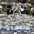 Greenpeace said "hundreds of thousands of tonnes of fish are made into meal or oil for export, to the detriment of about 40 million African men and women"