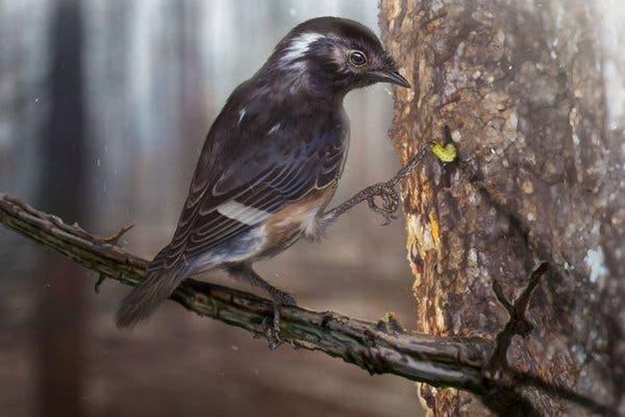 Why did this extinct bird have such a weird, long toe?