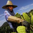 A worker collects white prickly pear in Zapopan, Mexico, on August 1