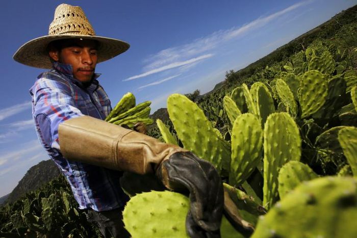 A worker collects white prickly pear in Zapopan, Mexico, on August 1