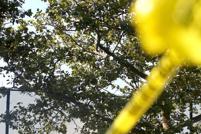 How a Brooklyn Rite of Summer Ended in Bloodshed