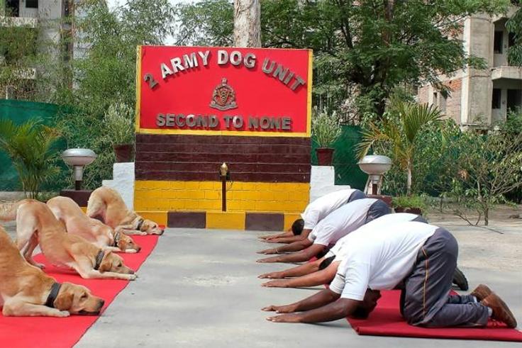 Among the more unusual forms that have sprung up are "doga", which is yoga with a dog