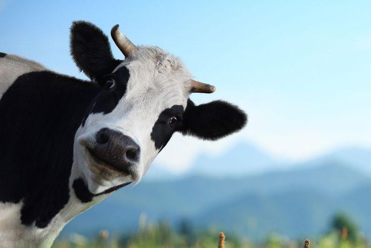 Dairy Might Actually Prevent Weight Gain