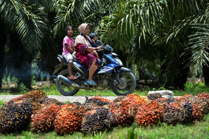 Palm oil is used in cooking, cosmetics, and biofuel, and accounts for six percent of Indonesia's economy