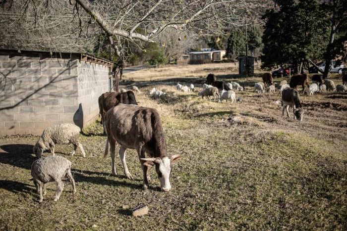 A deal to use a Chinese broker for wool and mohair exports has prompted uproar in the mountain kingdom of Lesotho