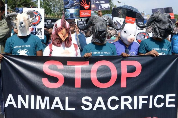 Protestors wore fake animal heads, as they chanted against a practice deeply rooted in the country's Hindu traditions
