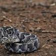 Nigeria has many snakes, including venomous vipers, spitting cobras and puff adders such as the one pictured here. It is not known what type of snake disrupted a parliament sitting in Nigeria's Ondo State