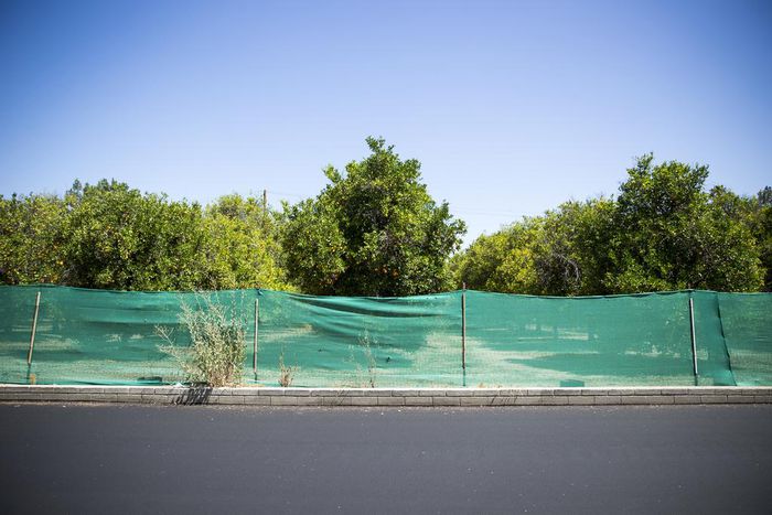 Sprawl May Eat Vestige of Southern California's Citrus Empire