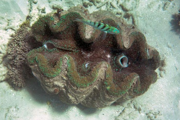 Giant clams, as seen in this 2014 file photo from Australia's Great Barrier Reef, are listed as an endangered species and protected under Thai law