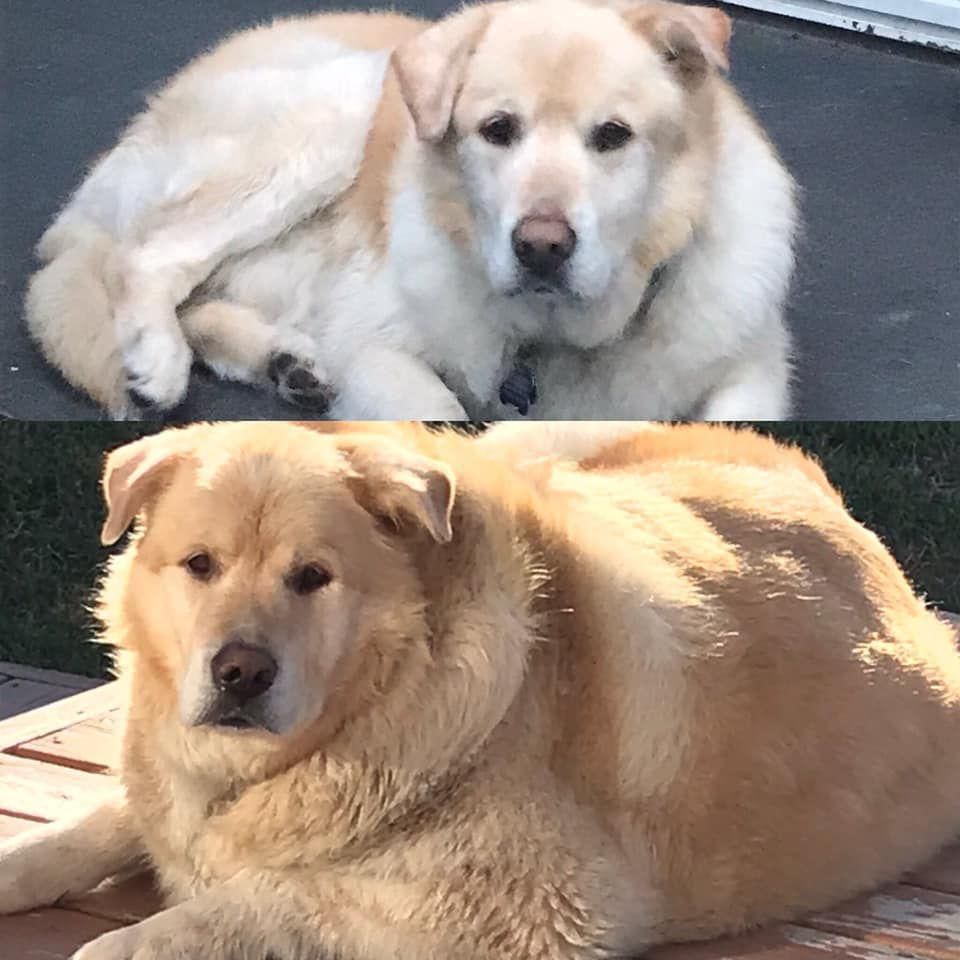 This Very Good Boy Just Lost 100 Pounds