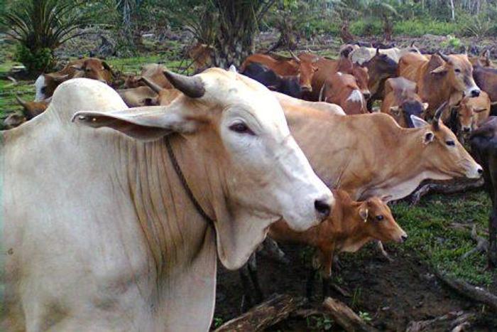 Malaysian govt. wants farmers to play Quran recitals to their cows