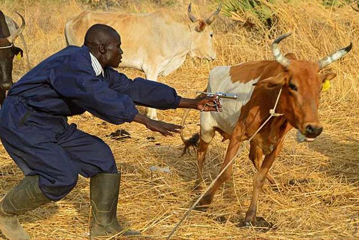Dismissed policeman in court for allegedly hiding a stolen cow  [FAO]