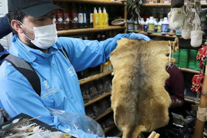 In a handout photo, an employee of Bogota's environment secretariat shows a skin seized during an operation targeting animal parts dealers on September 10, 2019
