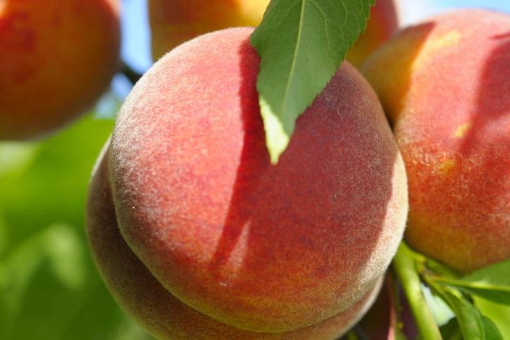 Sunbathe Your Butthole, Wellness Blogger Says