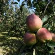 More than half of Kashmiris are engaged directly or indirectly in apple cultivation