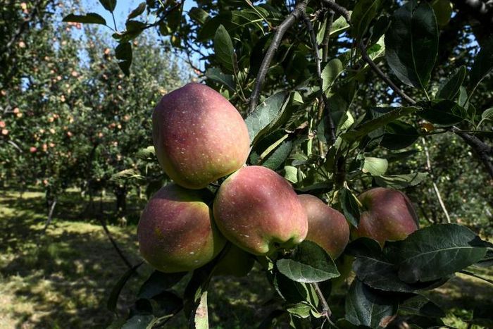 More than half of Kashmiris are engaged directly or indirectly in apple cultivation