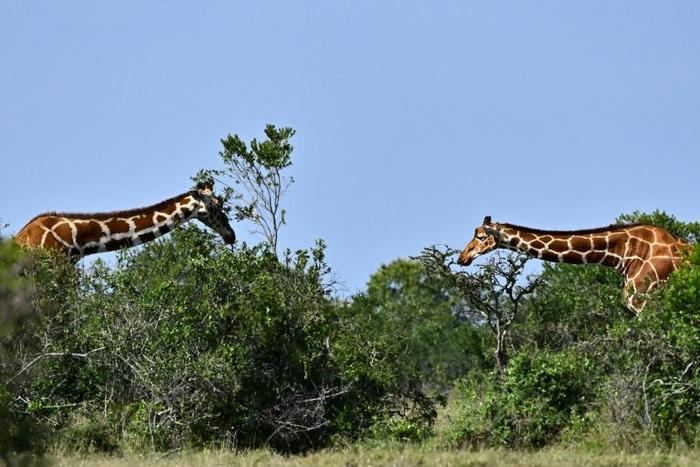 CITES decided to regulate trade in giraffes, angering southern African nations who argue that trade does not contribute to the animal's decline