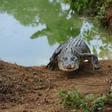The saltwater crocodile is the world's heaviest reptile and grows to up to six metres long